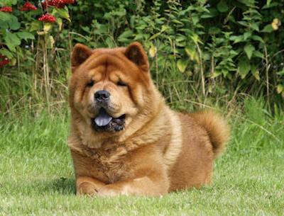 090803 e3 110 vhbf magn 60008